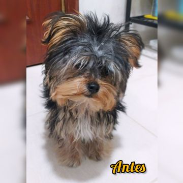 Cãominhar By Paula Fraga - Braga - Cuidado de mascotas