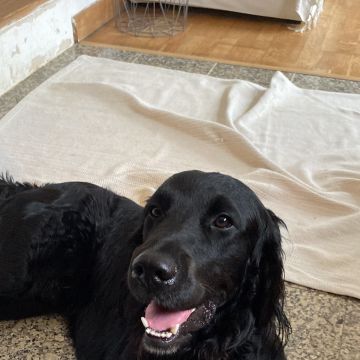 Serviços de Petsitting - Mafra - Cuidados para Animais de Estimação