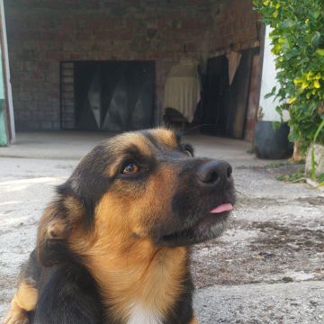 Cãominhar By Paula Fraga - Braga - Paseador de perros