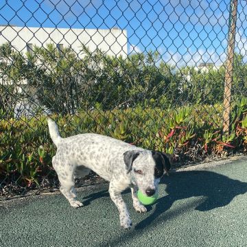 Serviços de Petsitting - Mafra - Hotel e Creche para Animais