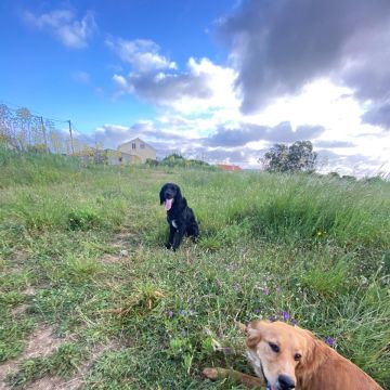 Serviços de Petsitting - Mafra - Hotel de Animais de Estimação