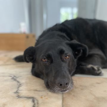 Serviços de Petsitting - Mafra - Treino de Cães - Aulas