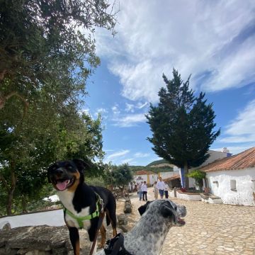 Serviços de Petsitting - Mafra - Veterinários
