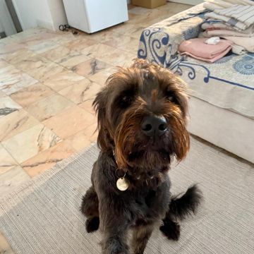 Serviços de Petsitting - Mafra - Treino de Cães