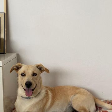 Serviços de Petsitting - Mafra - Nutrição Animal