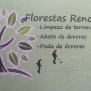 Florestas Renovadas - Braga - Poda y mantenimiento de árboles