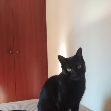 Cãominhar By Paula Fraga - Braga - Cuidado y peluquería para mascotas