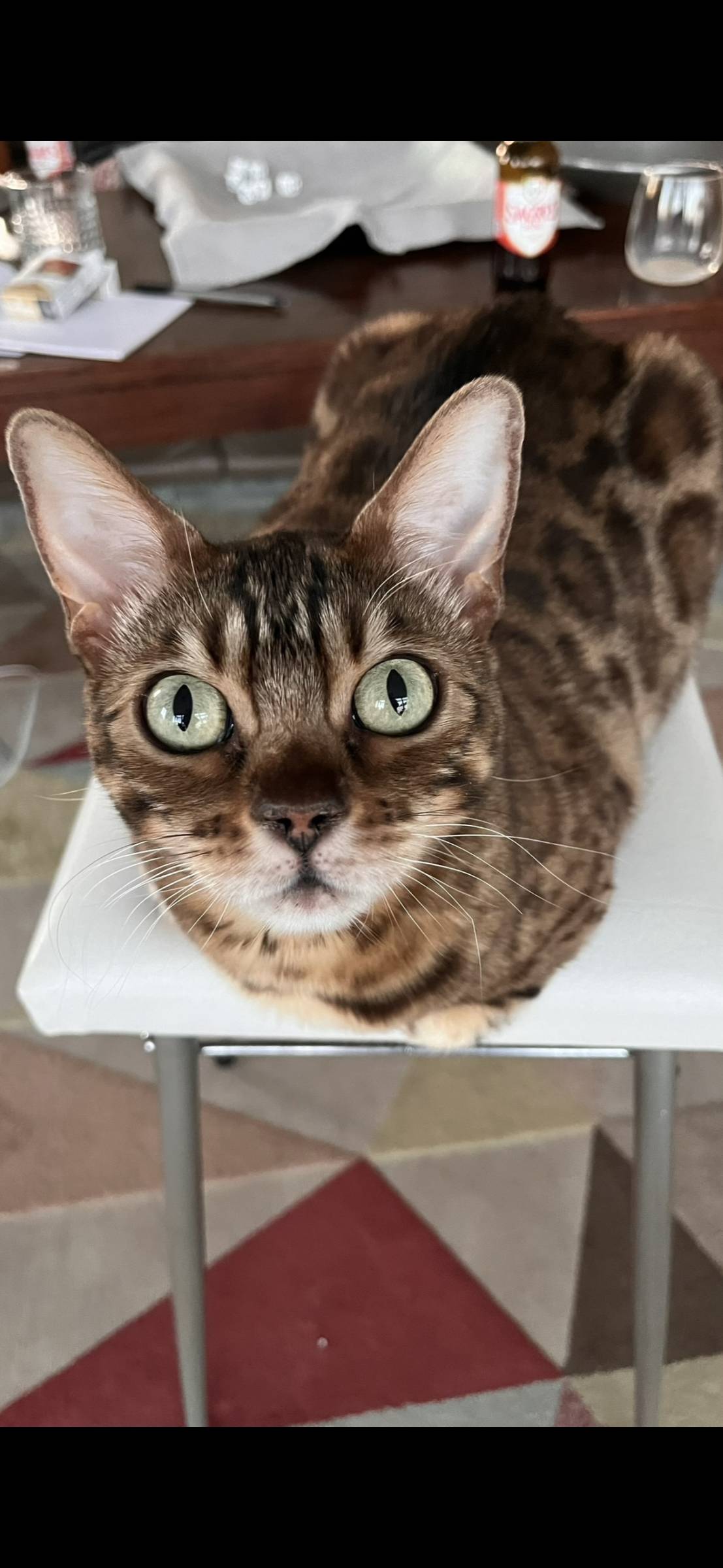 Clarisse Marques - Amadora - Cuidar tus gatos