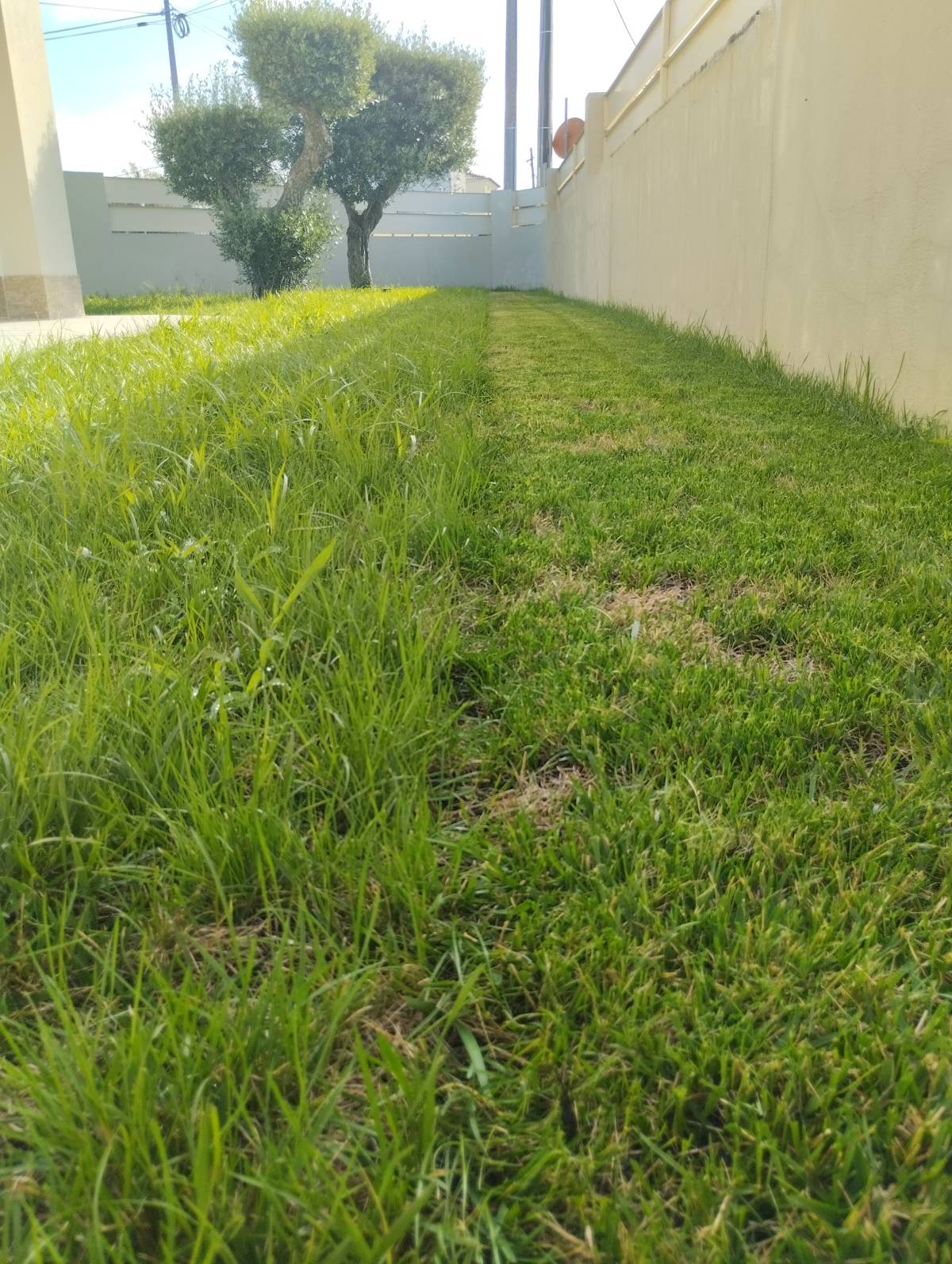 Diogo anjos - Setúbal - Shrub Removal