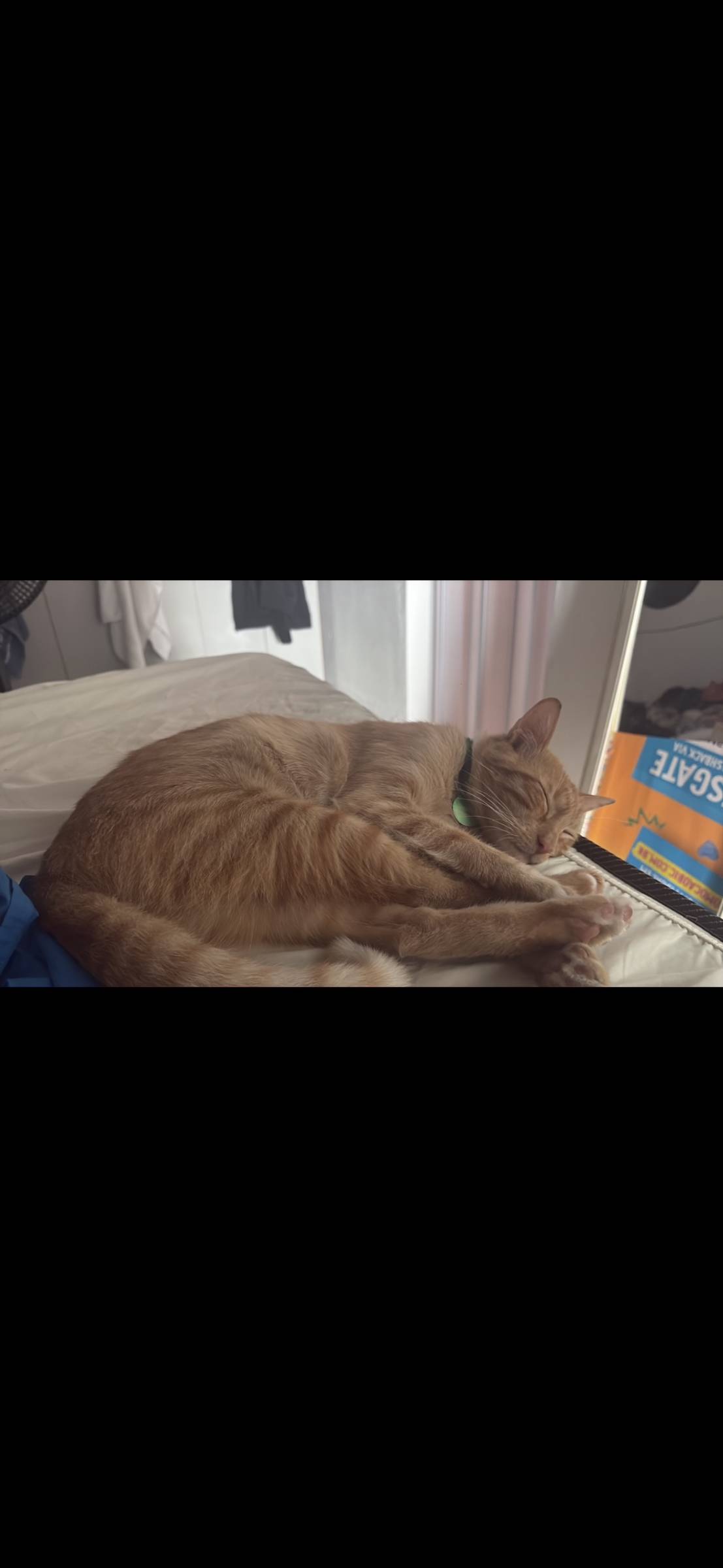 Clarisse Marques - Amadora - Cuidar tus mascotas