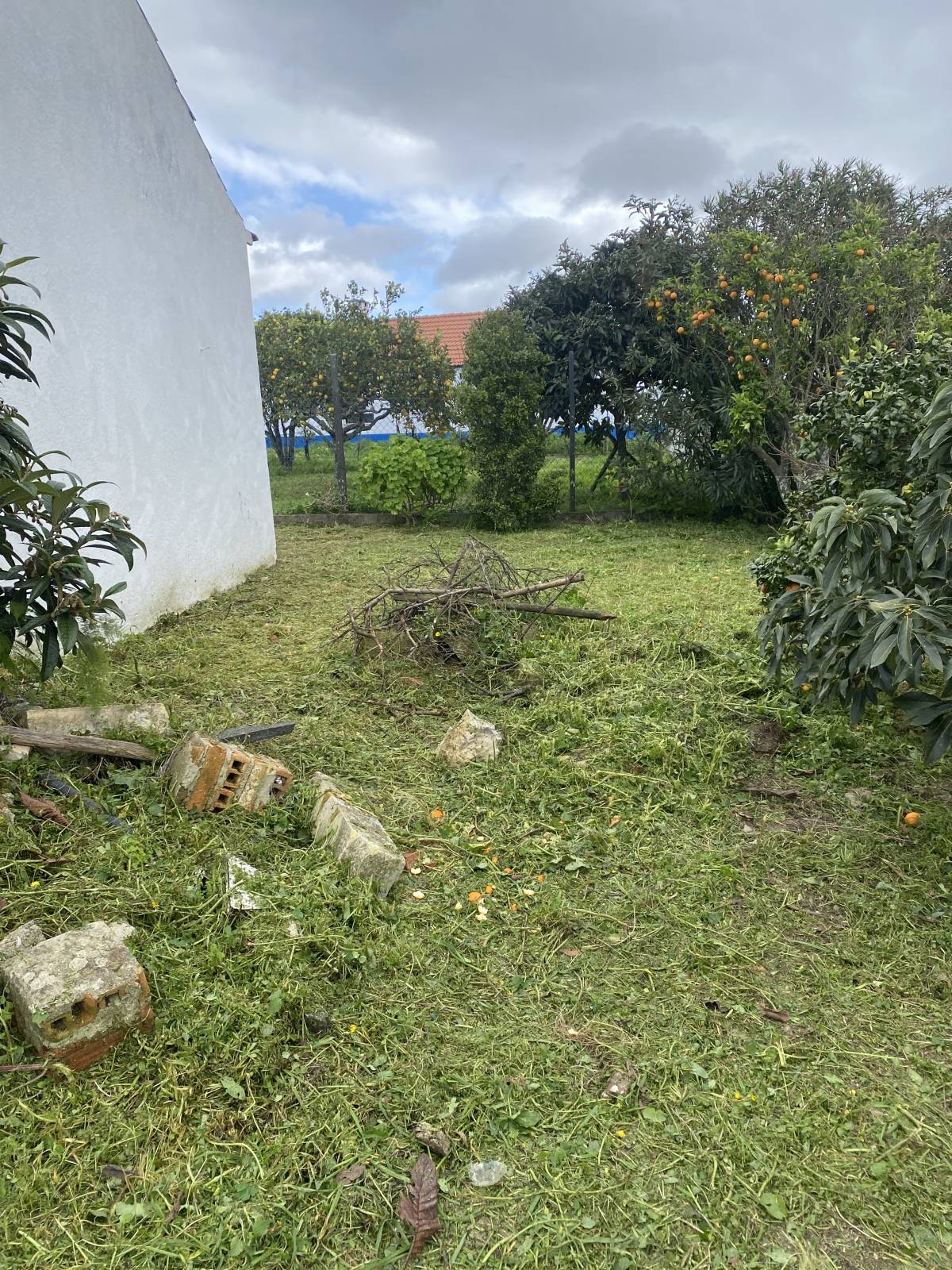 Arbor Nature - Coruche - Poda y mantenimiento de árboles