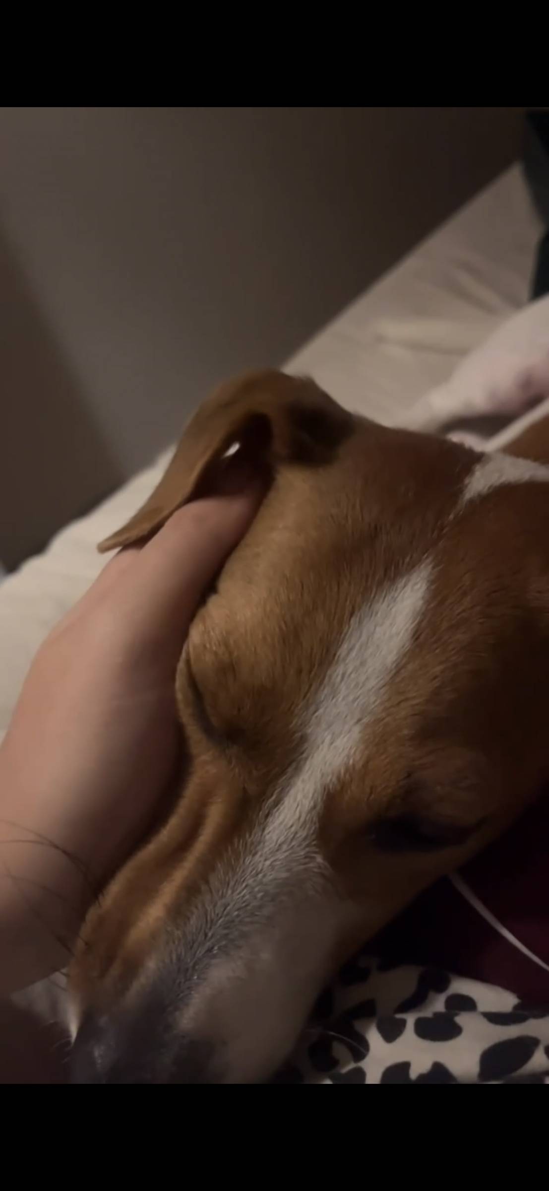 Clarisse Marques - Amadora - Cuidar tus perros