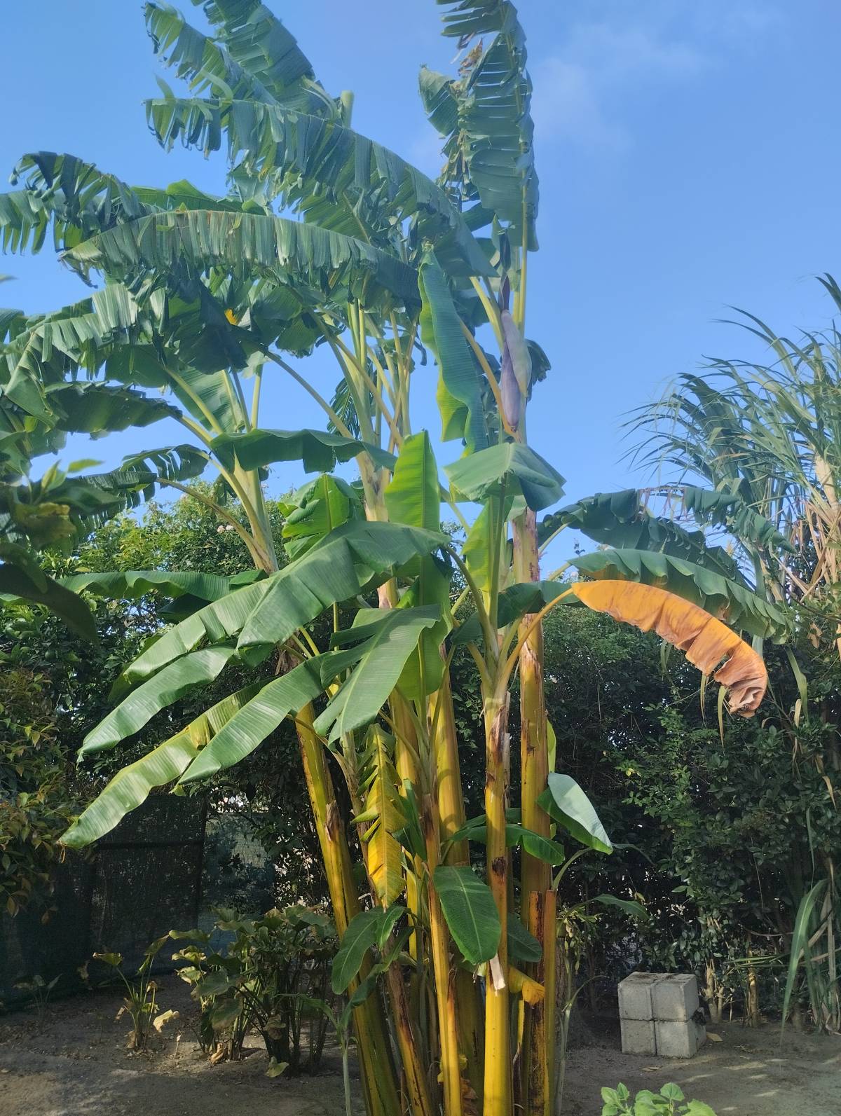 Diogo anjos - Setúbal - Gardening