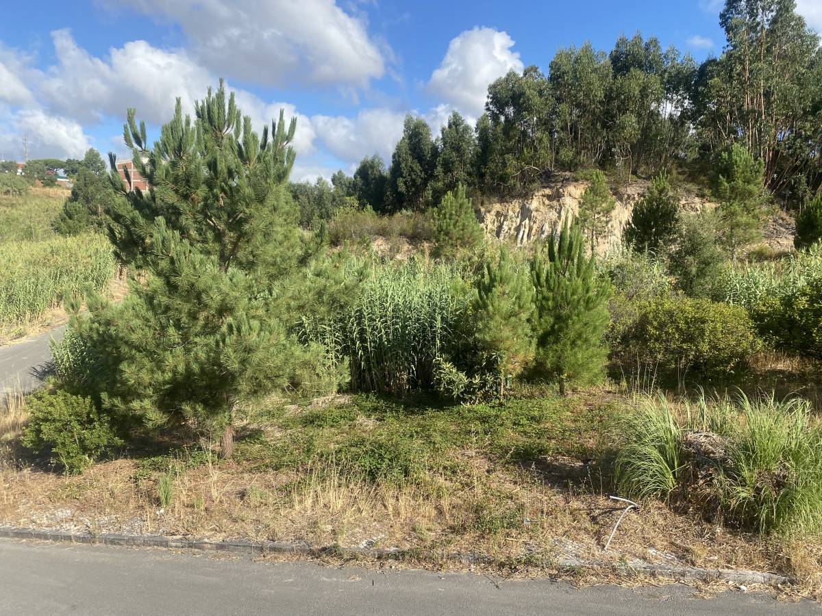 Arbor Nature - Coruche - Remoção de Tronco de Árvore