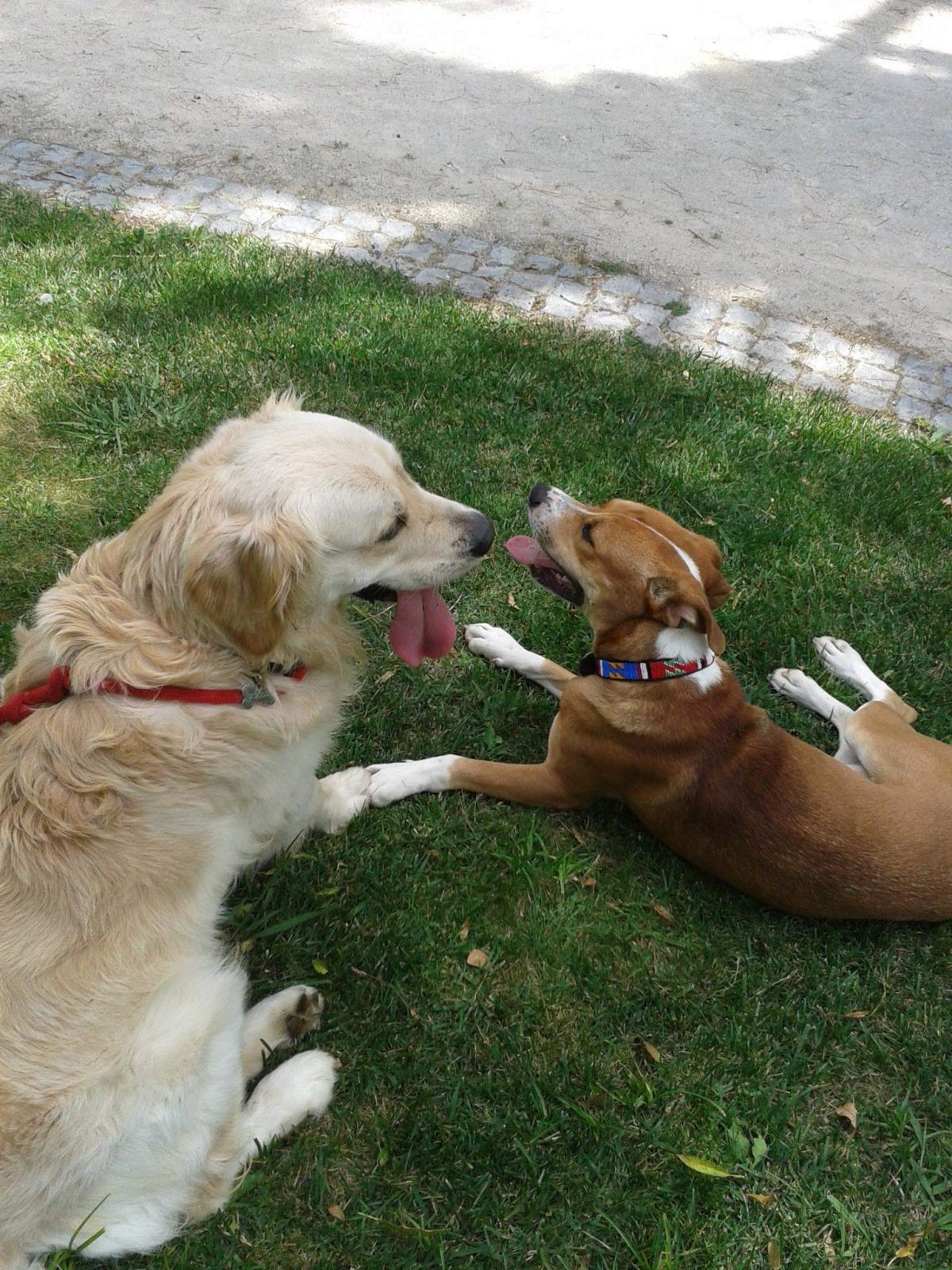 Pet D'orey - Cascais - Hotel de Animais de Estimação