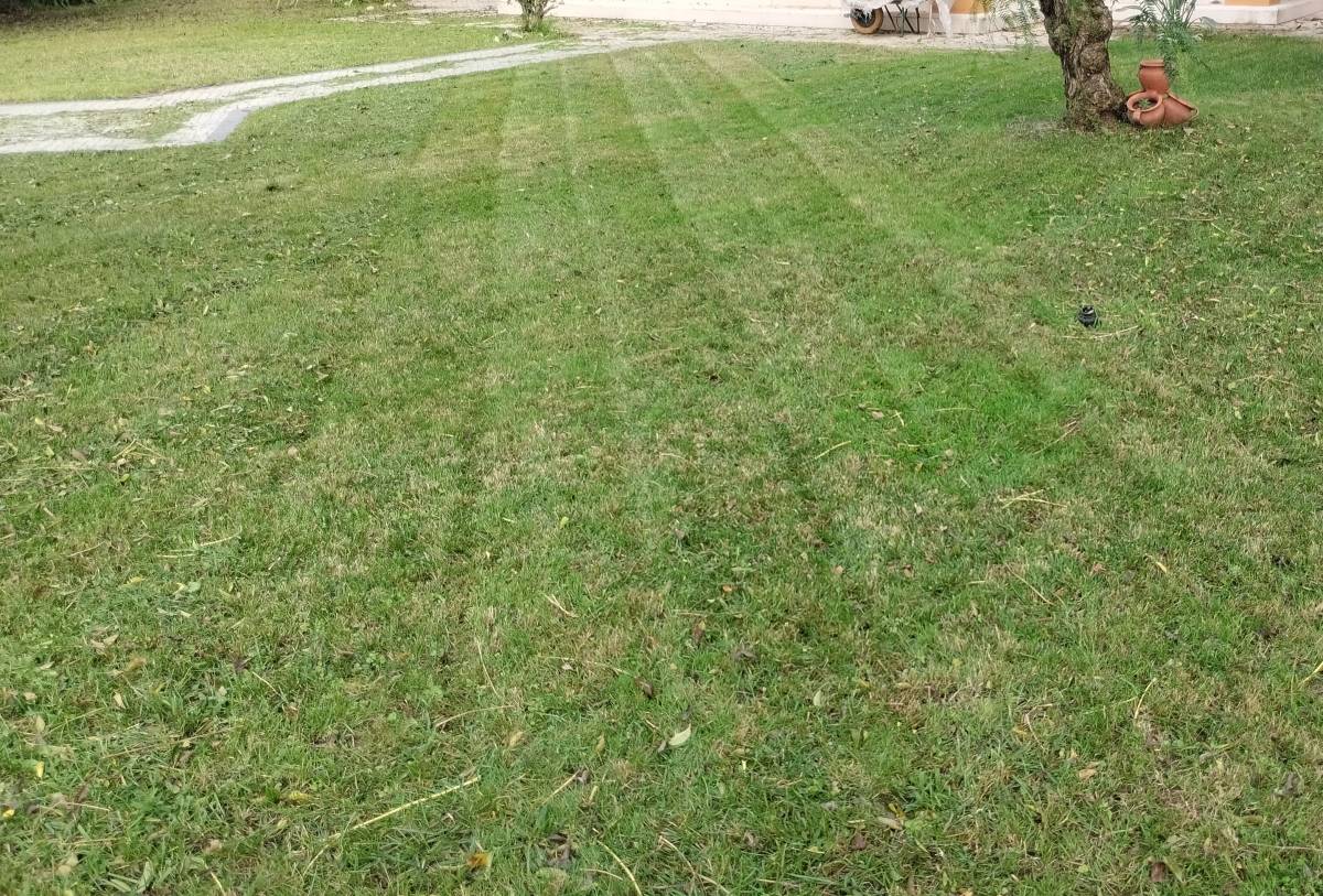 Diogo anjos - Setúbal - Tree Stump Grinding and Removal