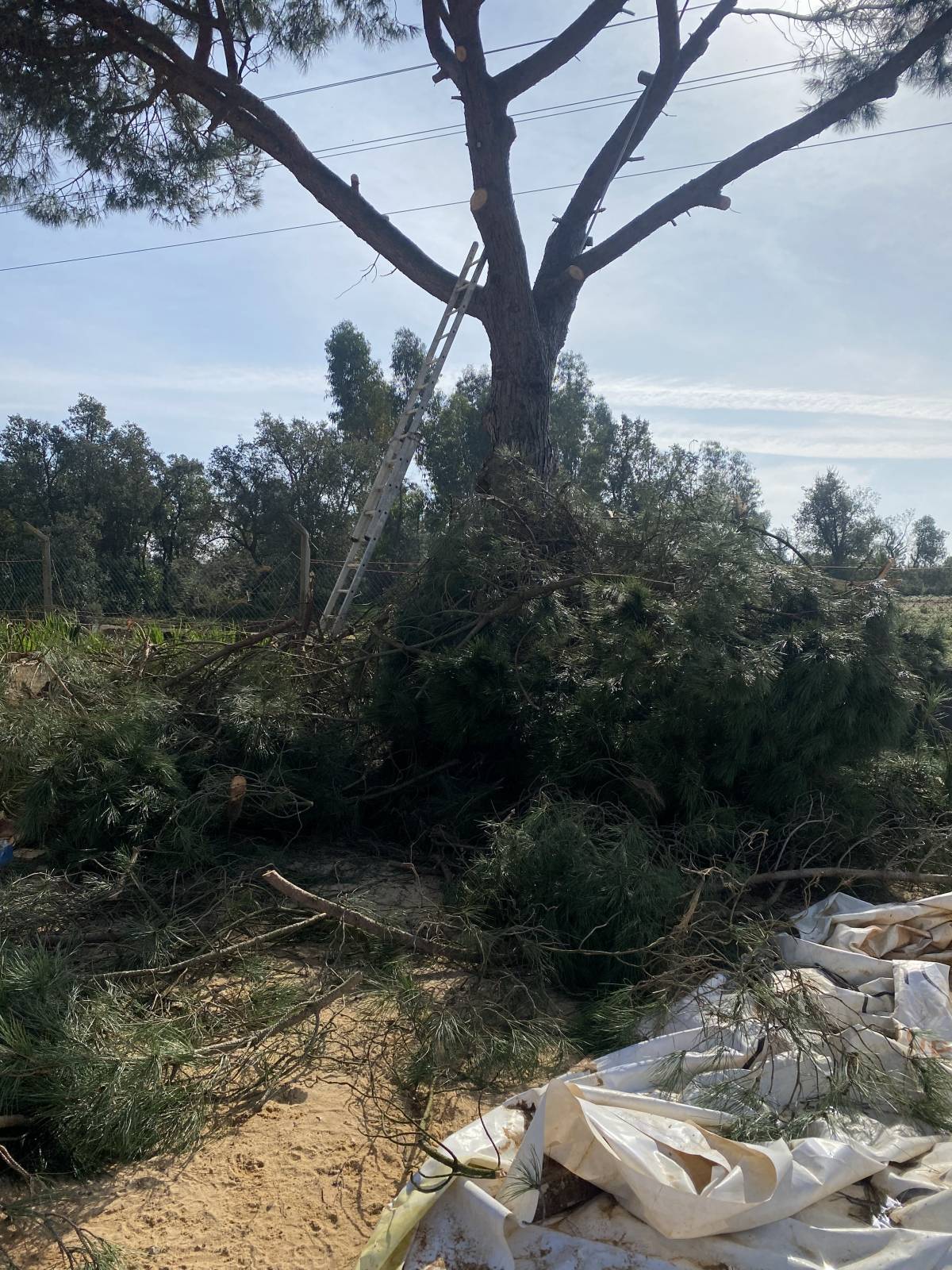 Arbor Nature - Seixal - Poda e Manutenção de Árvores