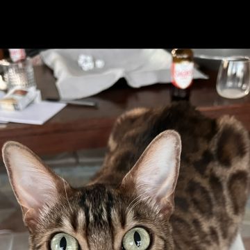 Clarisse Marques - Amadora - Cuidar tus gatos
