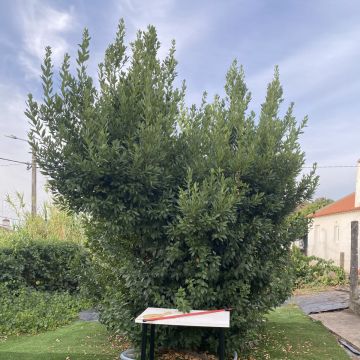 Arbor Nature - Coruche - Instalação de Sistema de Irrigação