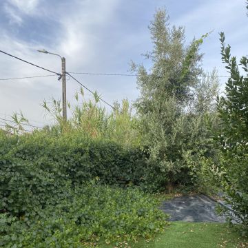 Arbor Nature - Coruche - Instalação de Sistema de Rega Gota a Gota