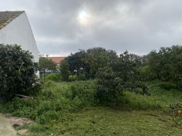 Arbor Nature - Coruche - Trituración y eliminación de tocones