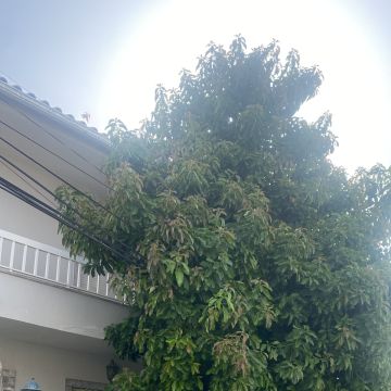 Arbor Nature - Coruche - Paisagismo Exterior