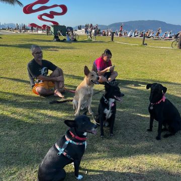 Vladmir Silva - Coimbra - Dog Walking