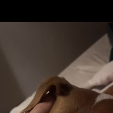 Clarisse Marques - Amadora - Cuidar tus perros