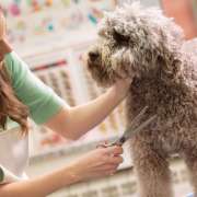 PetStudio Aveiro - Aveiro - Cuidados para Animais de Estimação