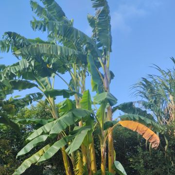 Diogo anjos - Setúbal - Gardening