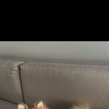 Clarisse Marques - Amadora - Paseador de perros