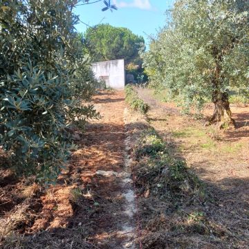 VSHOME - REMODELAÇÕES, LDA - Alcobaça - Remoção de Ervas Daninhas
