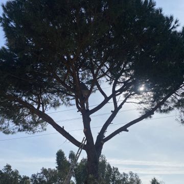 Arbor Nature - Seixal - Remoção de Tronco de Árvore