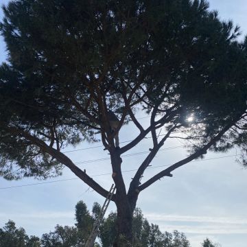 Arbor Nature - Coruche - Colocación de rocas
