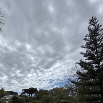 SANT GARDEM - Cascais - Baumstumpf oder -wurzel wegfräsen und entfernen