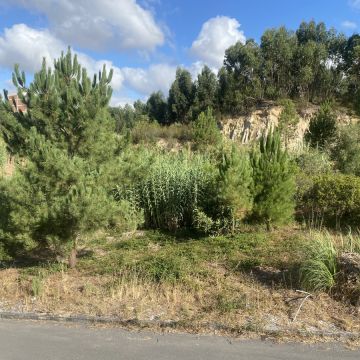 Arbor Nature - Coruche - Remoção de Tronco de Árvore