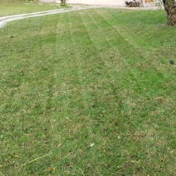 Diogo anjos - Setúbal - Tree Stump Grinding and Removal