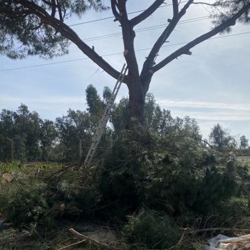 Arbor Nature - Seixal - Poda e Manutenção de Árvores