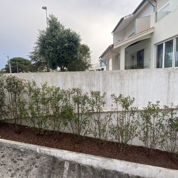 Leandro Coutinho - Esposende - Plantación de árboles