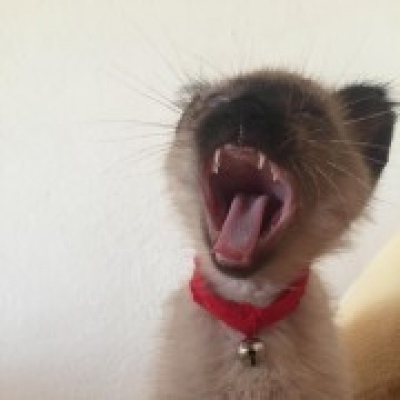 Leonor - Almada - Pet Hotel