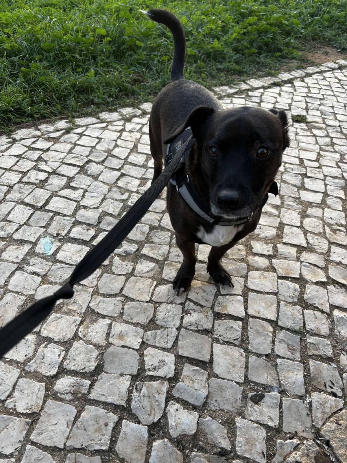 Anastásia - Portimão - Cuidar tus perros