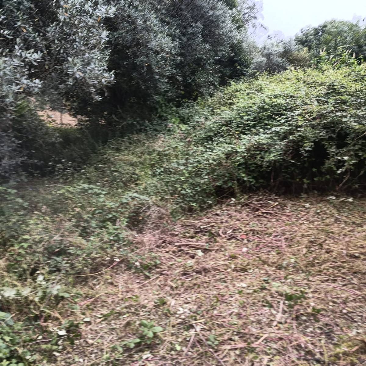 Limpamato - Coimbra - Limpieza de terrenos