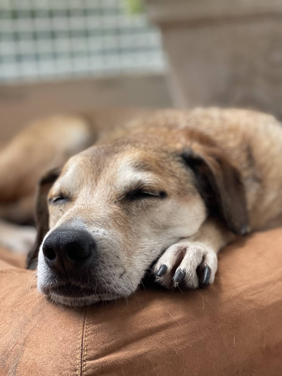 Norma - Braga - Cuidar tus perros