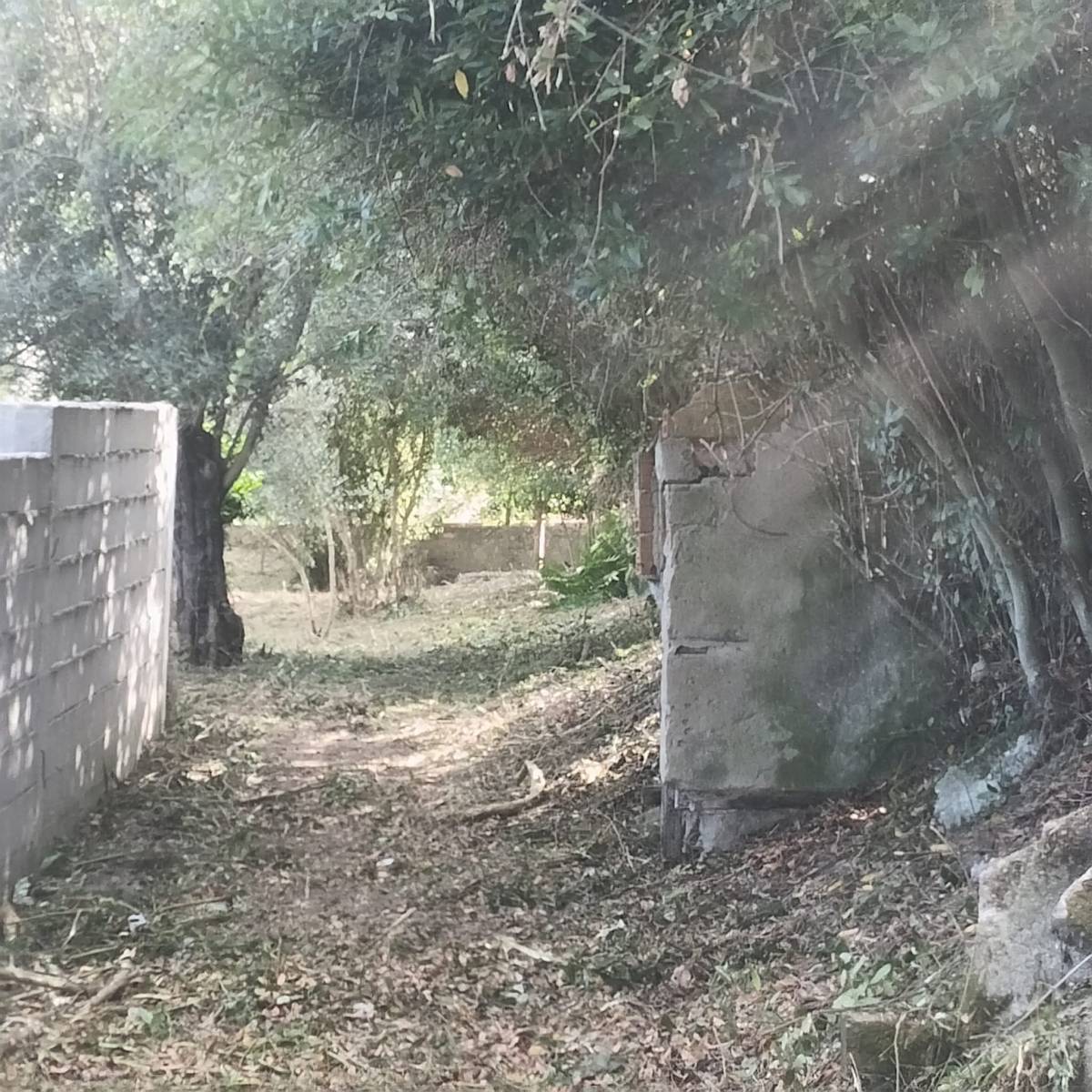 Limpamato - Coimbra - Trituración y eliminación de tocones