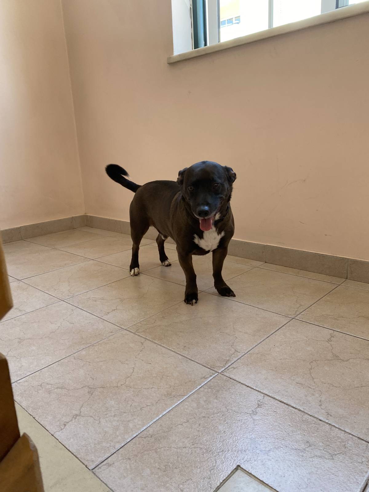 Anastásia - Portimão - Paseador de perros