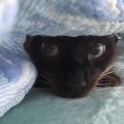 Leonor - Almada - Cat Grooming