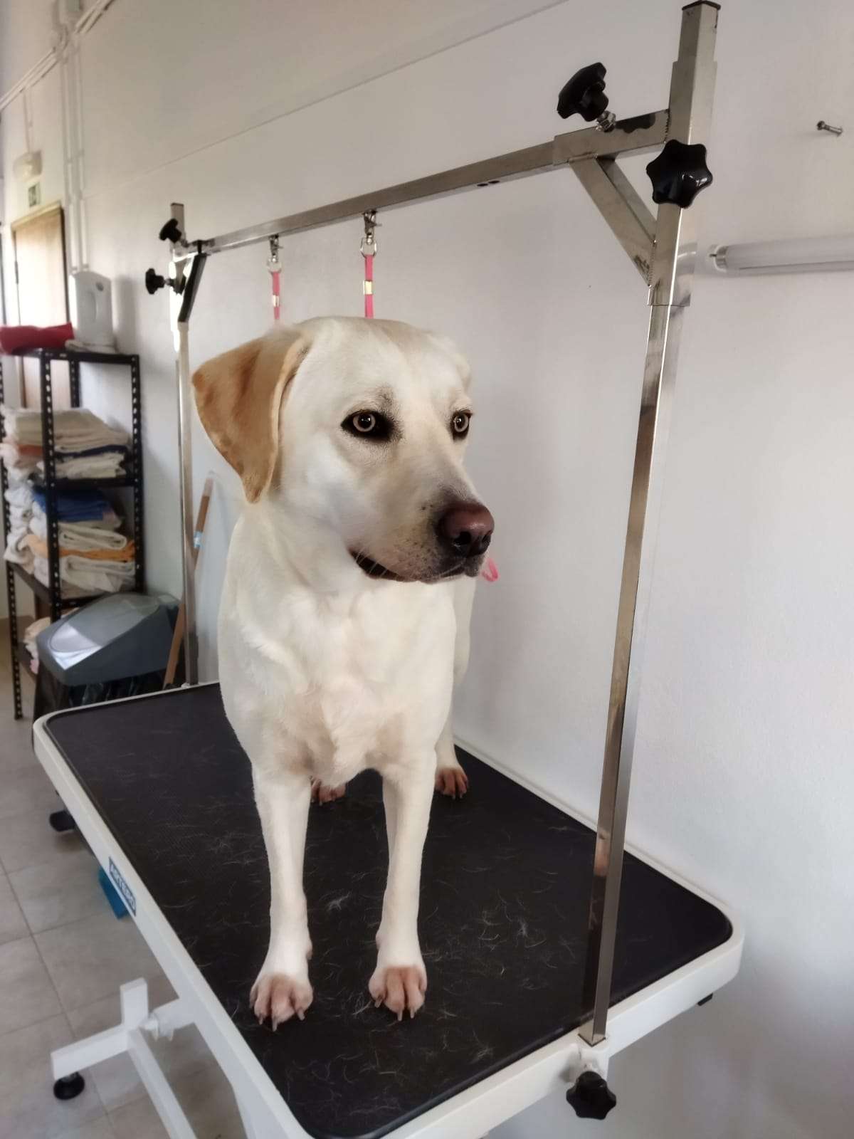 Bark Not Bite - Torres Novas - Baths and Grooming for Animals
