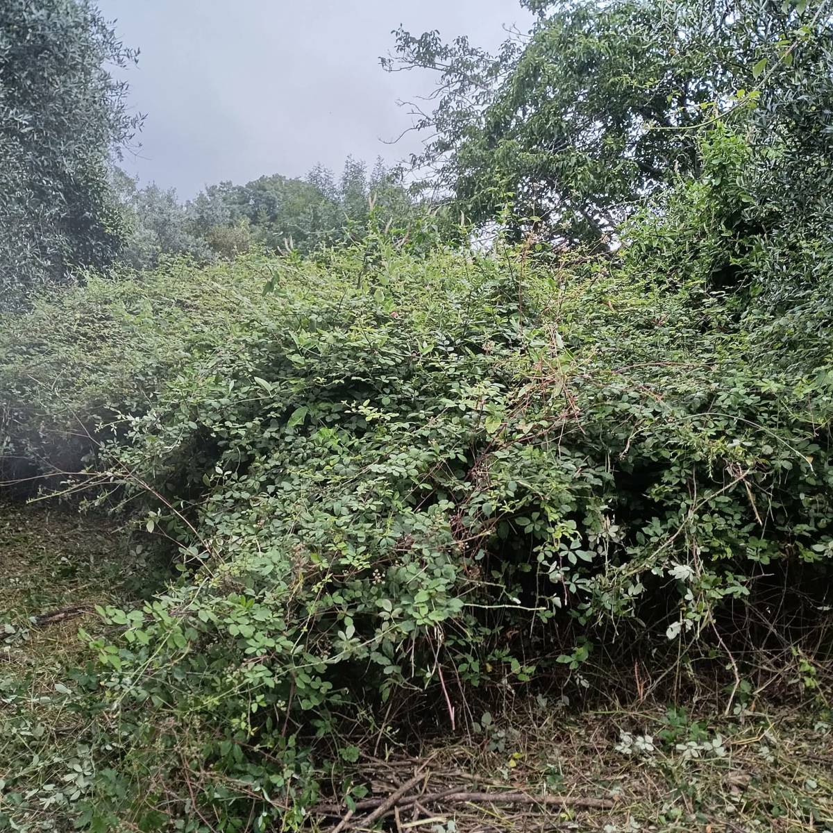Limpamato - Coimbra - Jardinería
