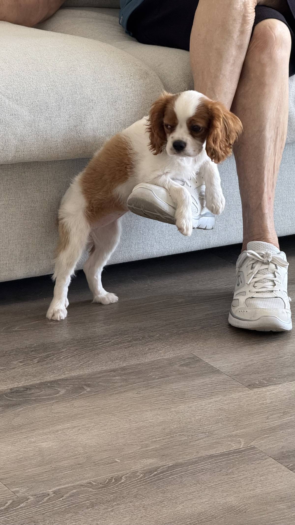Norma - Braga - Cuidar tus mascotas