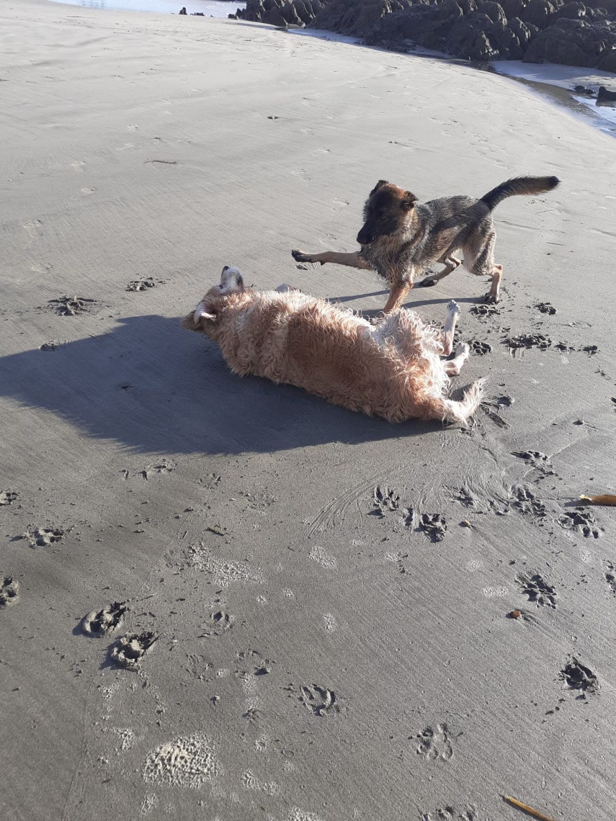 Happy Pet - Viana do Castelo - Hotel for Cats